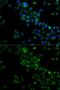 TNF Receptor Associated Factor 3 antibody, GTX64473, GeneTex, Immunofluorescence image 