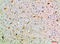 SEMA7A antibody, A03832-1, Boster Biological Technology, Immunohistochemistry frozen image 