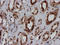 Crystallin Zeta Like 1 antibody, LS-C787118, Lifespan Biosciences, Immunohistochemistry paraffin image 
