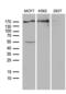 Ubiquitin Specific Peptidase 40 antibody, MA5-27218, Invitrogen Antibodies, Western Blot image 