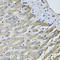 GKLP antibody, LS-C334916, Lifespan Biosciences, Immunohistochemistry frozen image 
