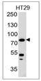 Moesin antibody, AM50299PU-T, Origene, Western Blot image 