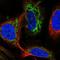 Adrenodoxin, mitochondrial antibody, HPA062087, Atlas Antibodies, Immunofluorescence image 