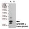 GADD45A antibody, TA346952, Origene, Western Blot image 