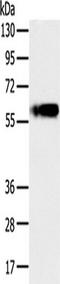 Perilipin A antibody, TA351513, Origene, Western Blot image 