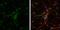 Vesicle Associated Membrane Protein 2 antibody, GTX121462, GeneTex, Immunofluorescence image 