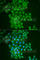 FTH1 antibody, A1144, ABclonal Technology, Immunofluorescence image 