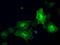 Guanylate Binding Protein 2 antibody, LS-C114753, Lifespan Biosciences, Immunofluorescence image 