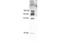 Myeloperoxidase antibody, TA319305, Origene, Western Blot image 