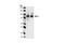 BCL6 Transcription Repressor antibody, 4242S, Cell Signaling Technology, Western Blot image 