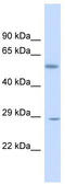 Kruppel Like Factor 9 antibody, TA329250, Origene, Western Blot image 