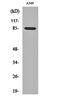 Meiosis 1 Associated Protein antibody, orb159239, Biorbyt, Western Blot image 