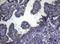 Forkhead Box Q1 antibody, NBP2-45736, Novus Biologicals, Immunohistochemistry paraffin image 