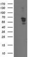 BECN1 antibody, TA502674BM, Origene, Western Blot image 