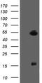 ALX Homeobox 4 antibody, MA5-26062, Invitrogen Antibodies, Western Blot image 