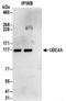 Ubiquitination Factor E4A antibody, NBP2-32200, Novus Biologicals, Immunoprecipitation image 