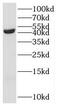 Saccharopine Dehydrogenase (Putative) antibody, FNab07626, FineTest, Western Blot image 
