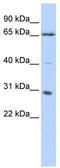 Grainyhead Like Transcription Factor 1 antibody, TA329693, Origene, Western Blot image 