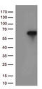 Interferon Regulatory Factor 3 antibody, CF500520, Origene, Western Blot image 