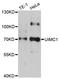 Ubiquitin Interaction Motif Containing 1 antibody, STJ26042, St John