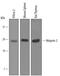 Ninjurin 2 antibody, PA5-47692, Invitrogen Antibodies, Western Blot image 