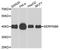 Serpin Family B Member 6 antibody, A07155, Boster Biological Technology, Western Blot image 