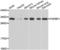 Fibroblast Growth Factor Binding Protein 1 antibody, LS-C349156, Lifespan Biosciences, Western Blot image 