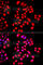 Cofilin 2 antibody, A8009, ABclonal Technology, Immunofluorescence image 