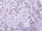 Carbonyl Reductase 4 antibody, PA5-32074, Invitrogen Antibodies, Immunohistochemistry frozen image 
