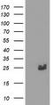 Metabolism Of Cobalamin Associated B antibody, LS-C337221, Lifespan Biosciences, Western Blot image 
