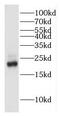 Heme Binding Protein 1 antibody, FNab03816, FineTest, Western Blot image 