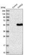 Phenylalanyl-tRNA synthetase, mitochondrial antibody, PA5-53738, Invitrogen Antibodies, Western Blot image 