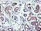 Ring Finger Protein 113B antibody, LS-C173650, Lifespan Biosciences, Immunohistochemistry paraffin image 
