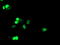 ETS domain-containing protein Elk-3 antibody, LS-C173307, Lifespan Biosciences, Immunofluorescence image 