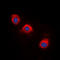 Neurotrophic Receptor Tyrosine Kinase 1 antibody, LS-C368452, Lifespan Biosciences, Immunofluorescence image 