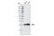CD3 antibody, 4443T, Cell Signaling Technology, Western Blot image 