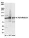 Adducin 1 antibody, A303-713A, Bethyl Labs, Western Blot image 