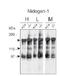 Nidogen 1 antibody, AP02274SU-N, Origene, Western Blot image 