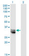 Nitrilase homolog 1 antibody, LS-C197785, Lifespan Biosciences, Western Blot image 