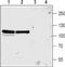 Glutamate Ionotropic Receptor NMDA Type Subunit 3A antibody, PA5-77431, Invitrogen Antibodies, Western Blot image 