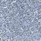 Poly(A)-Specific Ribonuclease antibody, HPA012010, Atlas Antibodies, Immunohistochemistry frozen image 