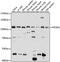 Kinesin Family Member 20A antibody, LS-C750347, Lifespan Biosciences, Western Blot image 