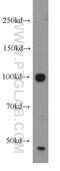 Ubiquitin carboxyl-terminal hydrolase 16 antibody, 14055-1-AP, Proteintech Group, Western Blot image 
