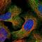 Agrin antibody, PA5-59064, Invitrogen Antibodies, Immunofluorescence image 