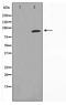 Heat shock protein HSP 90-alpha antibody, TA347782, Origene, Western Blot image 