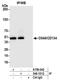 CD134 antibody, A700-042, Bethyl Labs, Immunoprecipitation image 