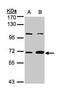 Guanylate Binding Protein 1 antibody, PA5-28307, Invitrogen Antibodies, Western Blot image 