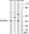 Carbonic Anhydrase 5A antibody, PA5-39078, Invitrogen Antibodies, Western Blot image 