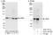 LIM Domains Containing 1 antibody, A303-182A, Bethyl Labs, Immunoprecipitation image 