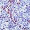 Granzyme B antibody, ab4059, Abcam, Immunohistochemistry paraffin image 